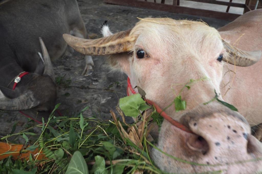 The Buffalo Amphawa Samut Songkhram Екстериор снимка