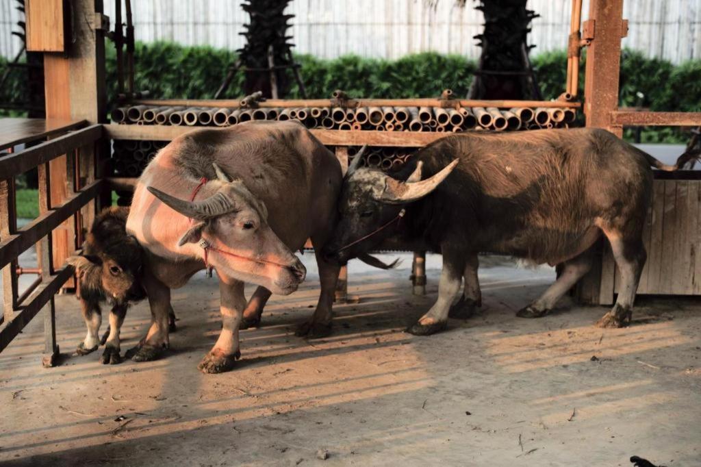 The Buffalo Amphawa Samut Songkhram Екстериор снимка