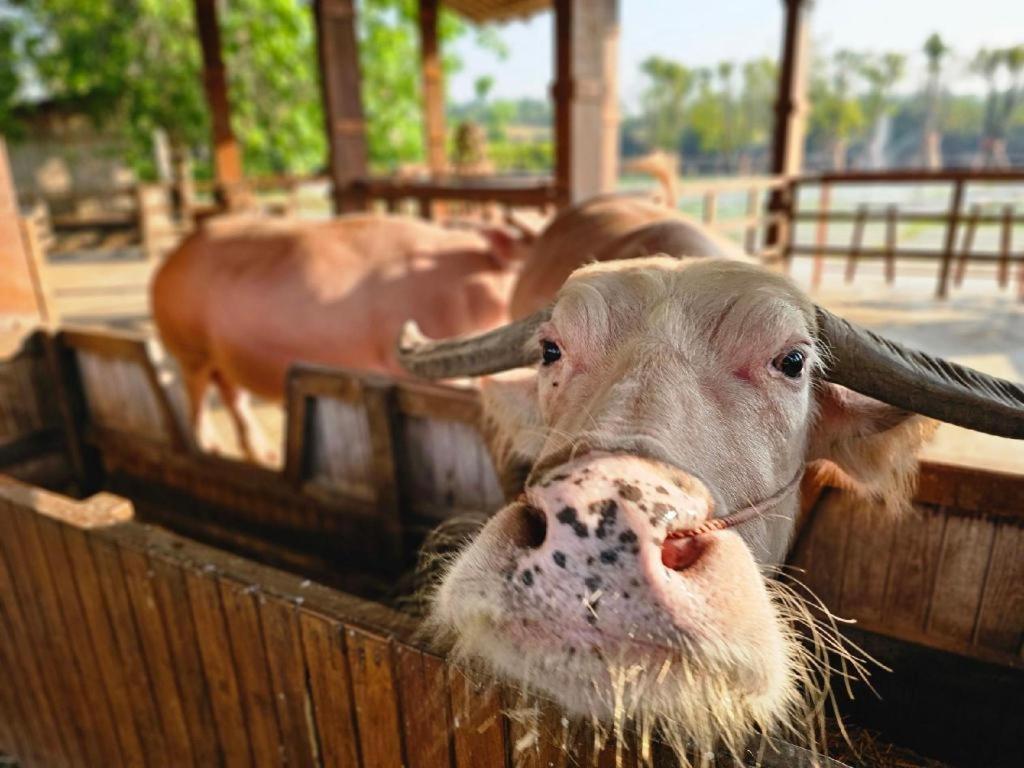 The Buffalo Amphawa Samut Songkhram Екстериор снимка