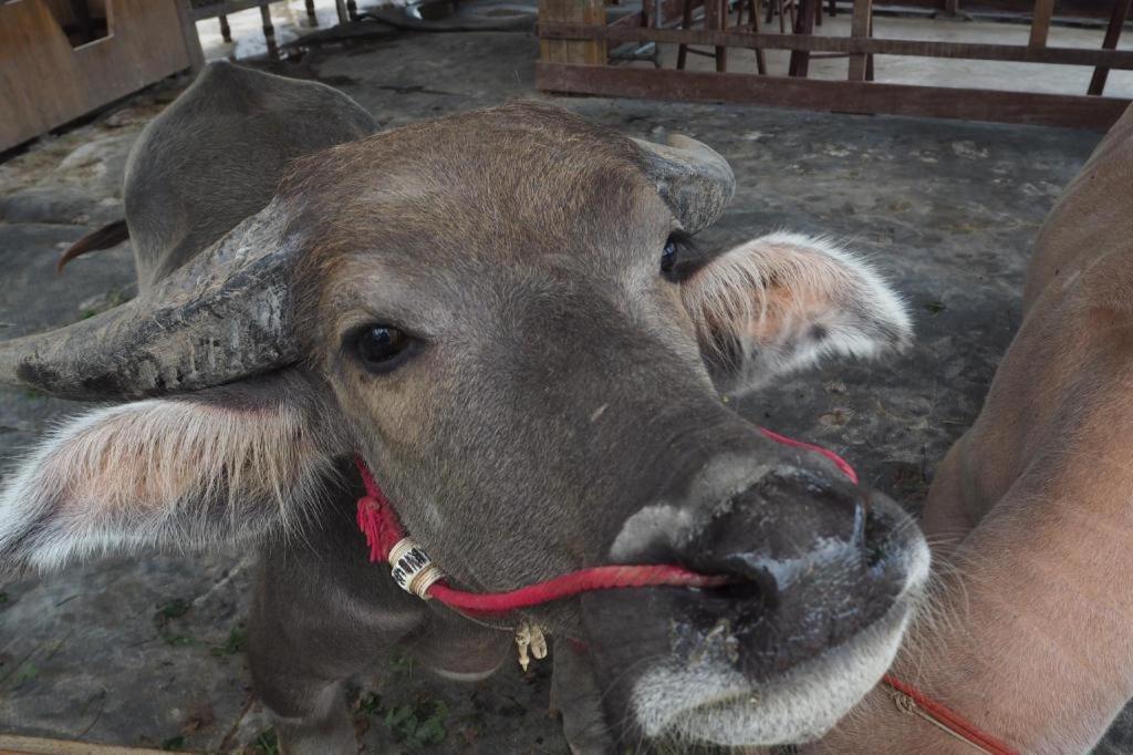 The Buffalo Amphawa Samut Songkhram Екстериор снимка